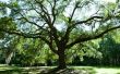 Kunt u maken uw buurman Trim een boom als het hangt Over op uw eigendom door Californië wet?