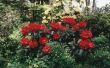 Hoe een oude langbenige Rhododendron snoeien