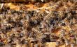 Bijen Pollen Patties maken voor bijen