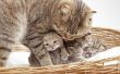 Hoe te scheiden van Kittens van een kat van de moeder voor aanneming