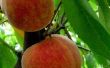 Wat moet perzik bomen worden besproeid met om te voorkomen dat insecten?