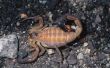 How to Kill Scorpions met honing