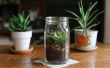 How to Build een Terrarium met succulenten