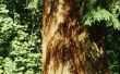 Hoe droog Cedar voor een Smudge stokje