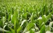 How to Plant herten maïs