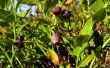 Gids voor Blueberry struiken planten