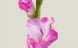 Hoe om te oogsten gladiolen zaden