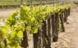 Wat is het nummer van wijnstokken te planten Per Acre?