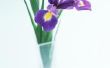 Wat voor soort irissen zijn paars & geel?