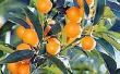 How to Grow een Kumquat boom uit een zaad Kumquat
