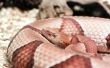 Hoe herken ik het verschil in Copperhead & zwarte Rat slangen