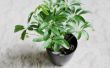 Hoe de zorg voor een Schefflera Plant