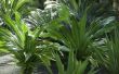 Tropische schaduw planten