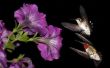 Welke gemeenschappelijke hangende planten trekken kolibries?