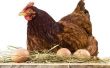 How to Raise kippen voor eieren