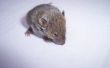 Hoe te ontdoen van de geur van Urine van de muizen