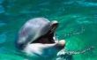 Hoe groot Is een dolfijn Baby?