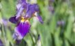 How to Keep gras uit Iris bedden