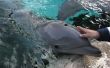Hoe om te zwemmen met dolfijnen in Destin Florida