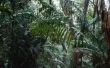 Parasieten in het regenwoud