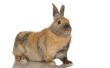 Wat voor soort konijnen zijn Calico gekleurde Ones?