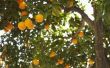Tripsen & sinaasappelbomen