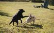 Hoe werkt een PetSafe Instant draadloze hond hek?