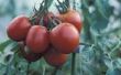 Een huis remedie voor tomaat Blossom Rot