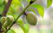 How to Grow een Nectarine boom