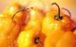 How to Grow Scotch Bonnet pepers