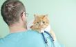 Prognose voor lymfoom bij katten
