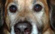 Wat zijn de oorzaken van de Hematomas op van een hond oogleden?