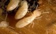 Hoe word ik een termiet-Inspector