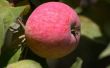 How to Grow Pink Lady appels