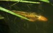 Hoe te doden Plankton zonder nadelige gevolgen voor vis
