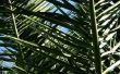 Ziekten in Pindo palmbomen