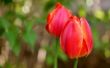 How to Take Care van tulpen na de bloei