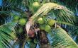 Hoe Pools met een kokosnoot-Husk