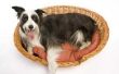 Hoe hond om geuren te verwijderen uit een Dog's Bed