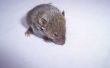 Hoe te vangen van een muis zonder een Trap