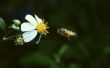 Natuurlijke honingbij afstotend