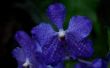 De betekenis van de blauwe orchideeën