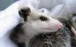 Zelfgemaakte Repellent Opossum