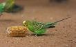 Hoe te voeden parkieten met wilde vogels voedsel