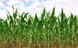 Hoeveel maïs zal één maïs Plant produceren?