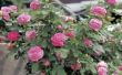 How to Care for William Baffin Roses
