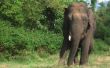 De natuurlijke Habitat van olifanten