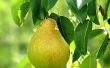 How to Grow Pear bomen van Pear zaden