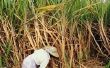 Negatieve gevolgen van de productie van suikerriet op landen