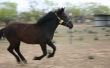 Federale regering subsidies voor paarden te redden